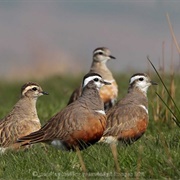 A Trip of Dotterel