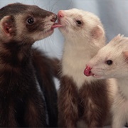 A Business of Ferrets