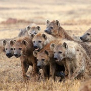 A Cackle of Hyena