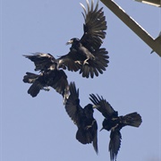 A Building of Rooks