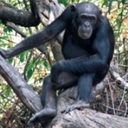 A Hominidae