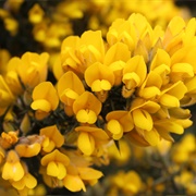 Gorse