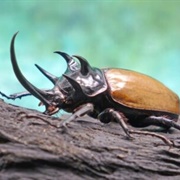 Horned Beetle