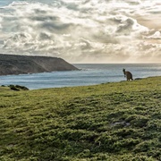 Kangaroo Island