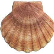 Scallop