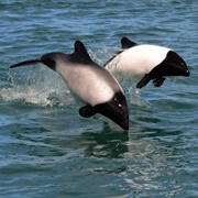 Commerson&#39;s Dolphin