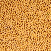 Yellow Mustard Seeds