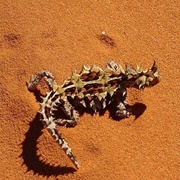 Thorny Devil