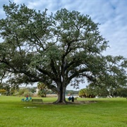 The Singing Oak