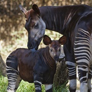 Okapi