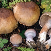 Contrary Webcap (Cortinarius Variicolor)