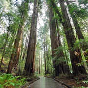 Muir Woods, CA (NPS)