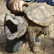 Snapping Turtle