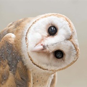 Barn Owl