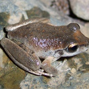 Booroolong Frog (Litoria Booroolongensis)