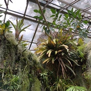 Epiphyte Tree