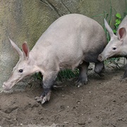 An Armory of Aardvarks