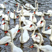 A Lamentation of Swans