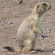 Black Tailed Prairie Dog