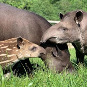 A Candle of Tapirs