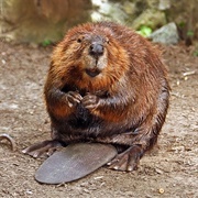 See a Beaver in the Wild