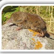 Inyo Shrew