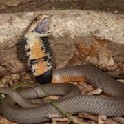 Mozambique Spitting Cobra