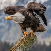 Bald Eagle