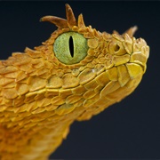 Eyelash Viper