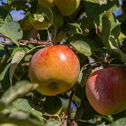 Golden Nugget Apple