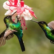 A Choir of Hummingbirds