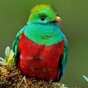 Spotting a Quetzal in a Costa Rica Rainforest