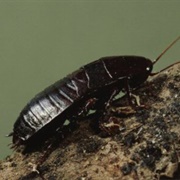 Oriental Cockroach