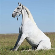 Lipizzaner