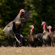 A Rafter of Turkey