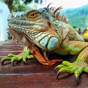 Iguana