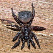 Trapdoor Spider