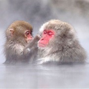 Snow Monkey