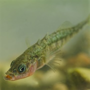 Threespine Stickleback