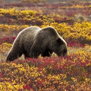 Alaska: Denali National Park and Preserve