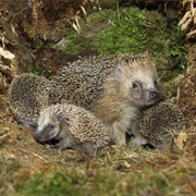 Hedgehogs