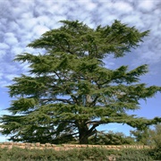 Cedar Tree