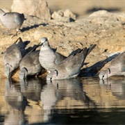 A Dule of Doves