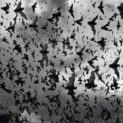 A Cauldron of Bats