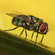 Blow Fly