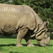 Indian Rhinoceros