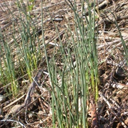 Wild Onion