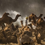 A Caravan of Camel