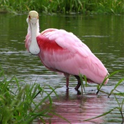 Spoonbill