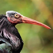 Northern Bald Ibis